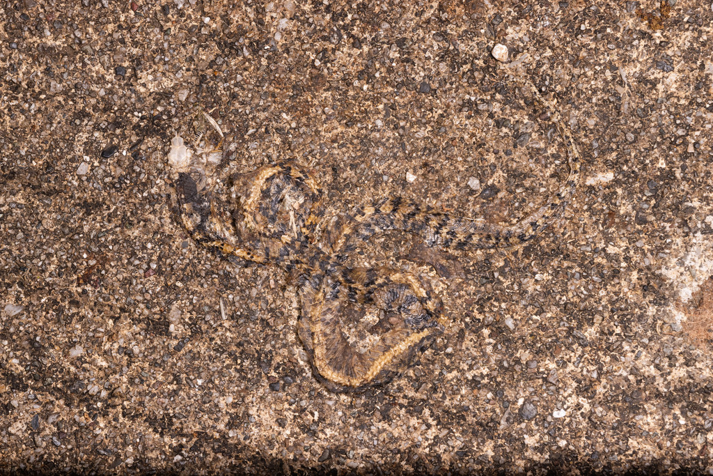 Tiger Slug-Eating Snake