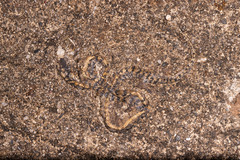Tiger Slug-Eating Snake photo 1