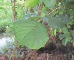 Corylus avellana