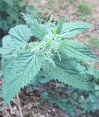 Urtica dioica