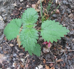 Urtica dioica