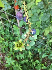 Passiflora sexocellata