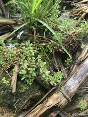 Lysimachia minima
