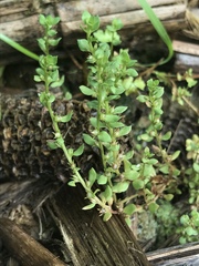 Lysimachia minima