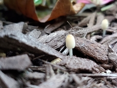 Coprinellus velatopruinatus