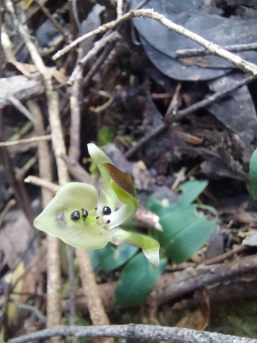 Image of Chiloglottis gunnii by (c) Brendan Costello, some rights reserved (CC BY)