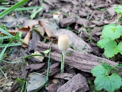Coprinellus velatopruinatus