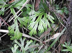Selaginella doederleinii