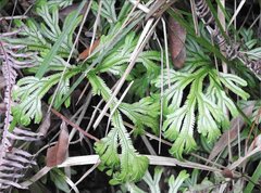 Selaginella doederleinii