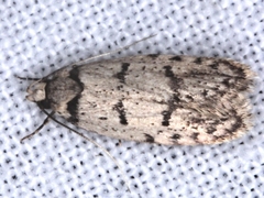 Scatochresis