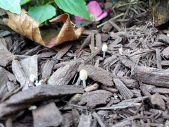 Coprinellus velatopruinatus