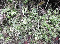 Selaginella doederleinii
