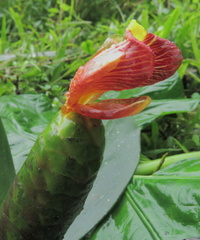 Costus laevis