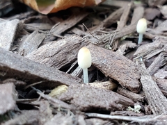 Coprinellus velatopruinatus