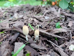 Coprinellus velatopruinatus