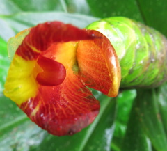 Costus laevis
