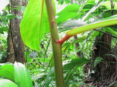 Costus laevis