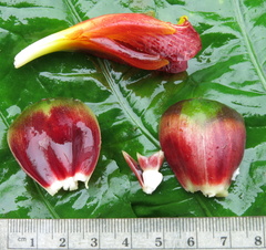 Costus laevis