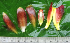 Costus laevis