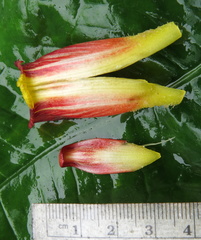 Costus laevis