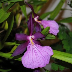 Miltonia moreliana