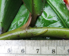Costus laevis