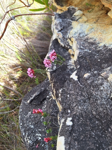 Image of Sonderothamnus petraeus by (c) Adele SL, some rights reserved (CC BY)