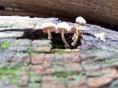 Fungi