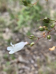 Penstemon multiflorus