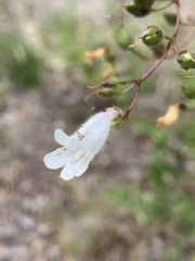 Penstemon multiflorus