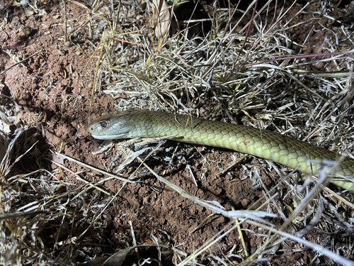 Mulga Snake sighting