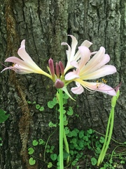 Lycoris squamigera