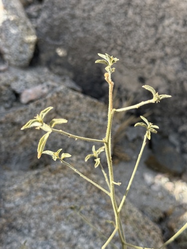 Image of Argythamnia claryana by no rights reserved