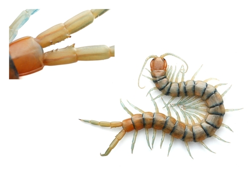 Common Desert Centipede photographed in Washington