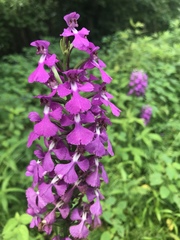 Platanthera peramoena