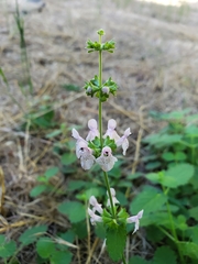 Stachys ajugoides