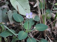 Viola diffusa