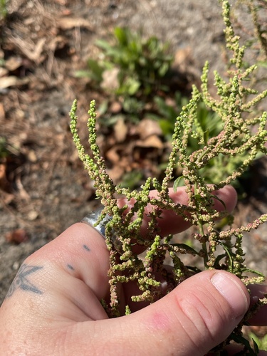 Dysphania anthelmintica iNat (2)