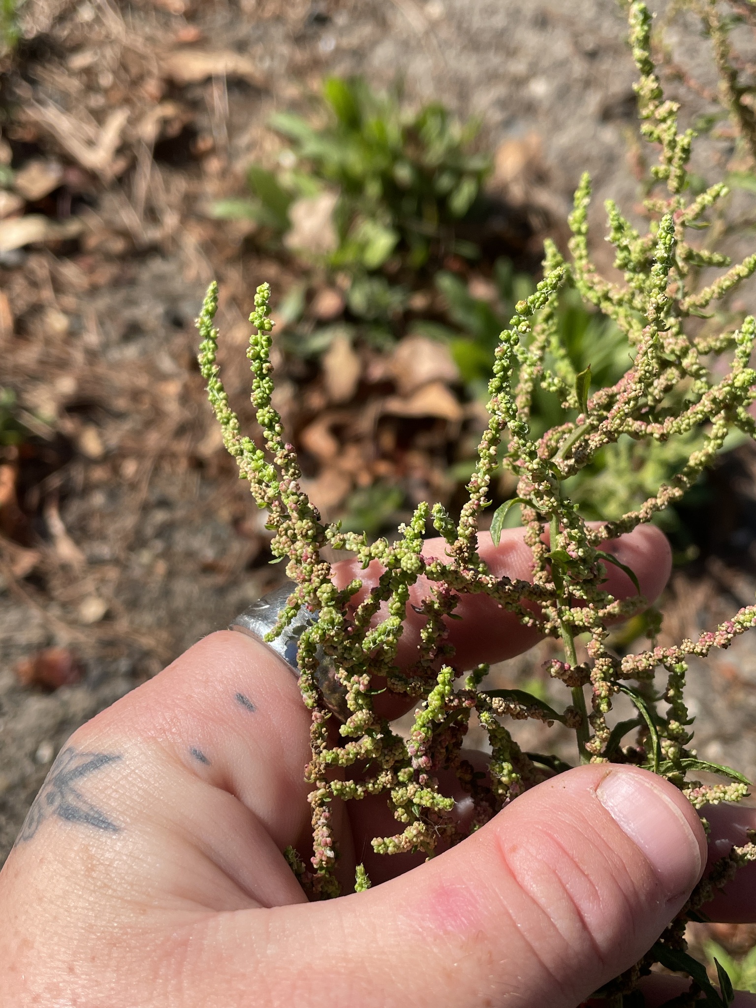 Wormseed (Dysphania anthelmintica)