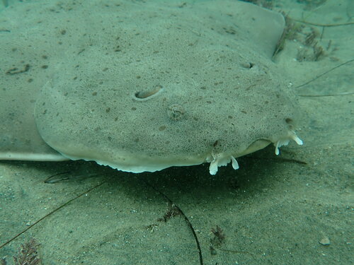 Pacifische zee-engel (Squatina californica) — Squatinidae — 2