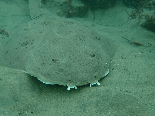 Angelshark (Squatina squatina) — Squatinidae — 2