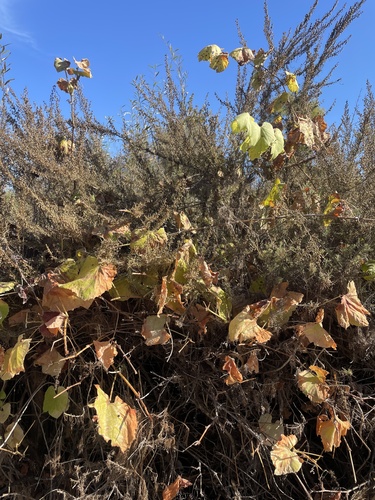 Image of Vitis girdiana by (c) mel letterman, some rights reserved (CC BY)