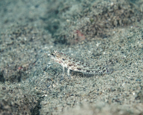 Gladiogobius observed 2024-11-04