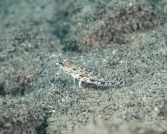 Gladiator Goby photo 5