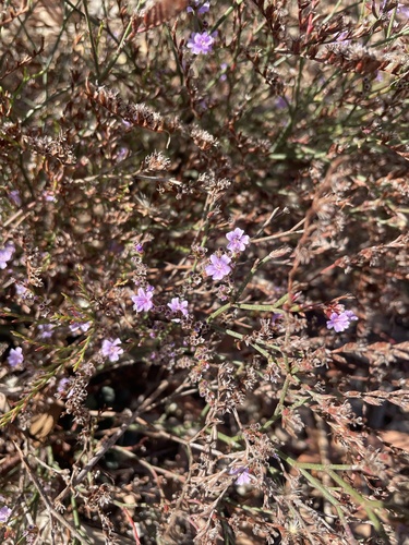 Image of Limonium duriusculum by (c) mel letterman, some rights reserved (CC BY)