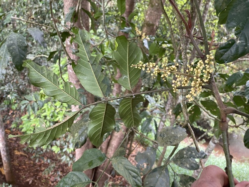 Aglaia sapindina observed 2024-11-29