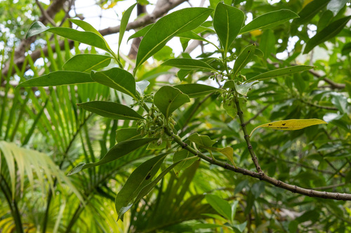 Geniostoma petiolosum observed 2024-09-06
