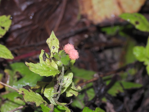 redflower ragleaf