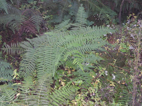 Pteridium aquilinum wightianum