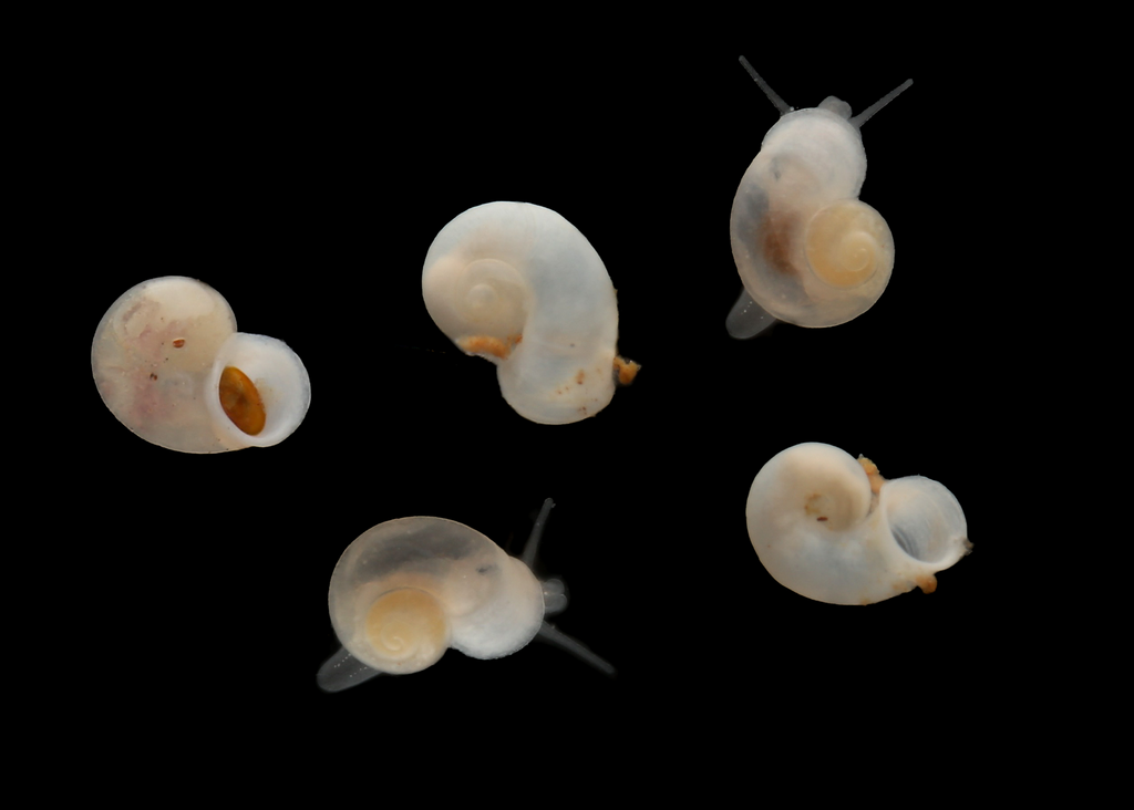 Phreatodrobia nugax inclinata